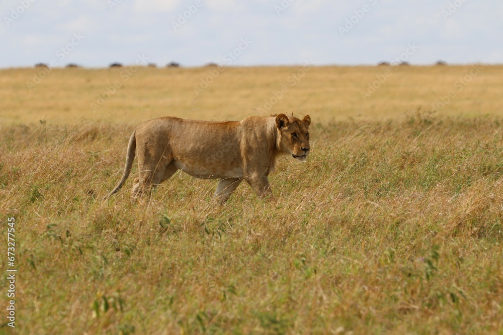 Beautiful Lions in the Serengeti National Park - Tanzania, Africa Beautiful Lions in the Serengeti National Park - Tanzania, Africa