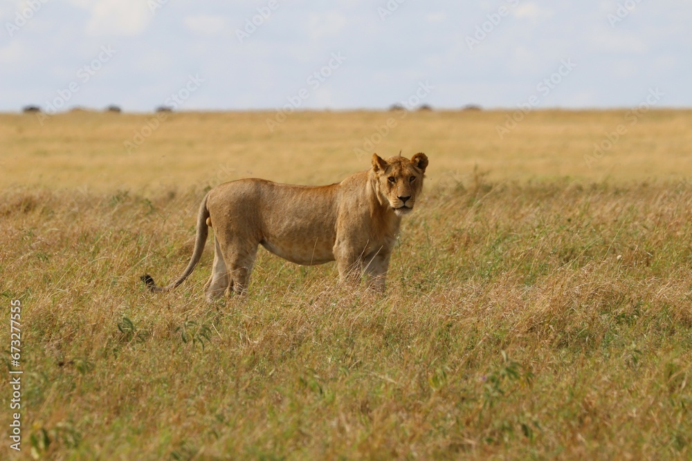 Beautiful Lions in the Serengeti National Park - Tanzania, Africa Beautiful Lions in the Serengeti National Park - Tanzania, Africa