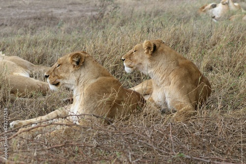 Beautiful Lions in the Serengeti National Park - Tanzania  Africa