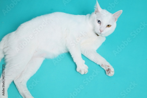 Khao Manee Cat