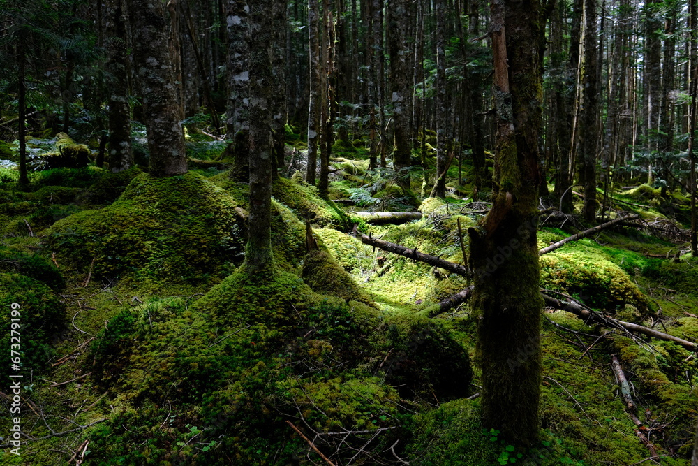 Obraz premium 夏山