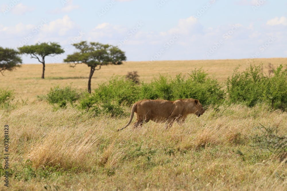 Beautiful Lions in the Serengeti National Park - Tanzania, Africa