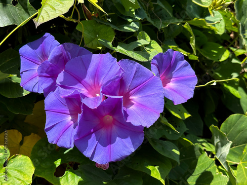 いくつもまとまって咲く紫色のノアサガオの花