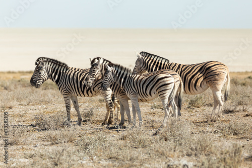 Side view of small herd of plains zebras standing in field during a sunny afternoon  Etosha National Park  Namibia