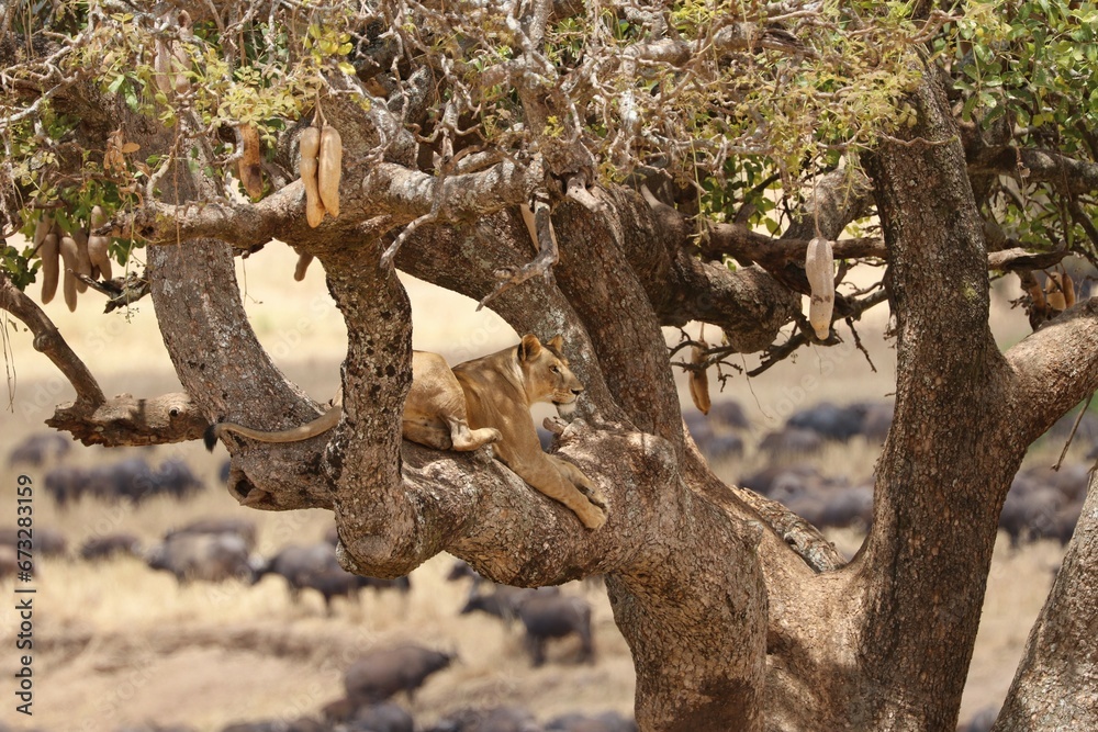 Obraz premium Beautiful Lions in the Serengeti National Park - Tanzania, Africa