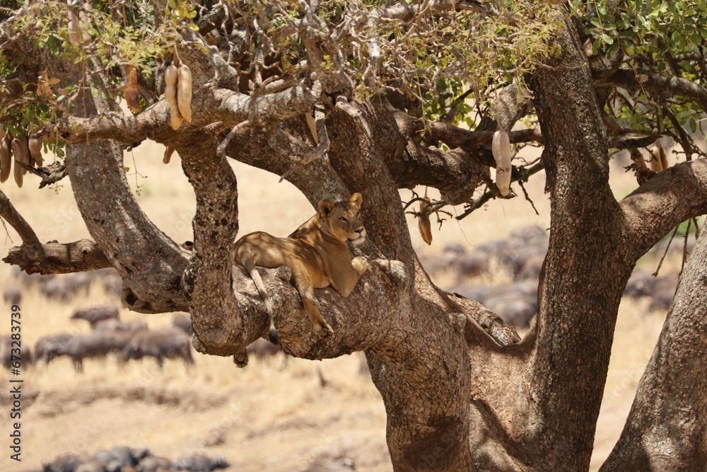 Beautiful Lions in the Serengeti National Park - Tanzania, Africa Beautiful Lions in the Serengeti National Park - Tanzania, Africa
