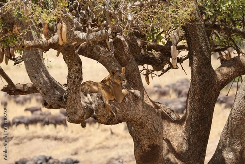 Beautiful Lions in the Serengeti National Park - Tanzania  Africa