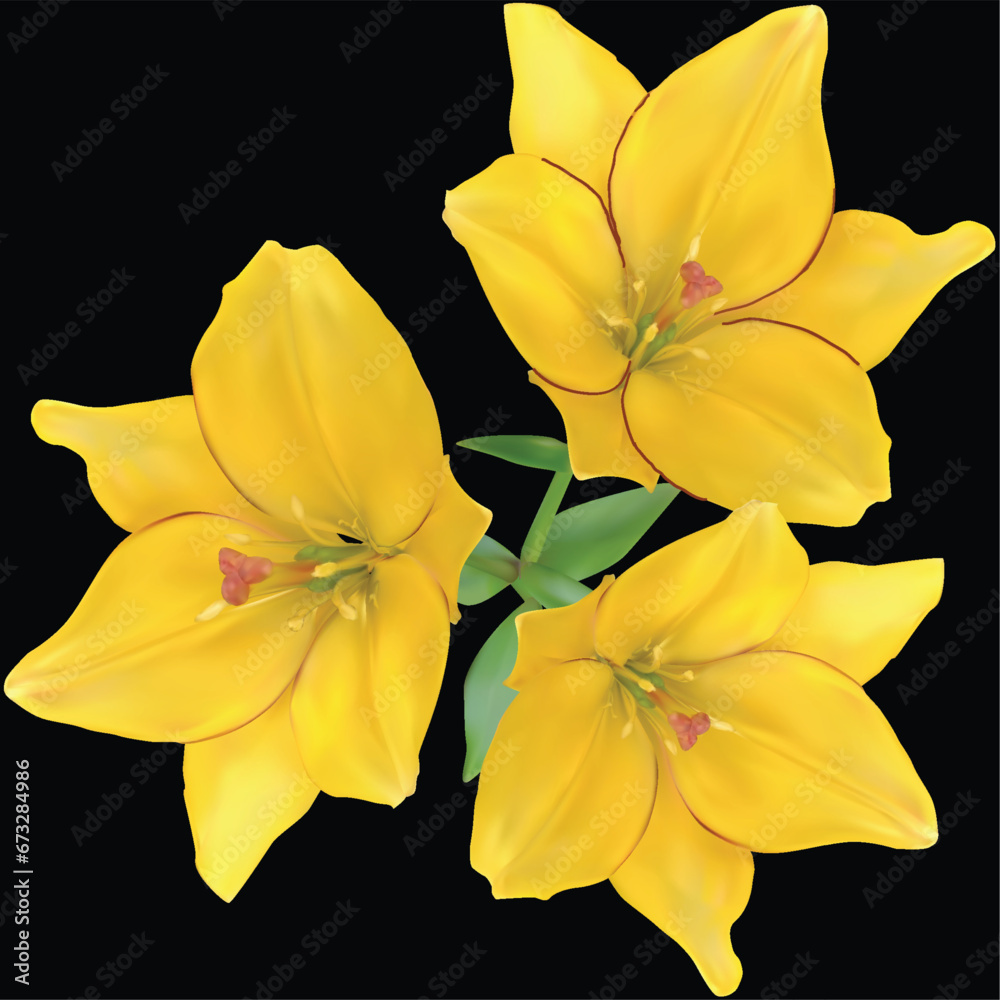Obraz premium bright gold lily three blooms flower isolated on black