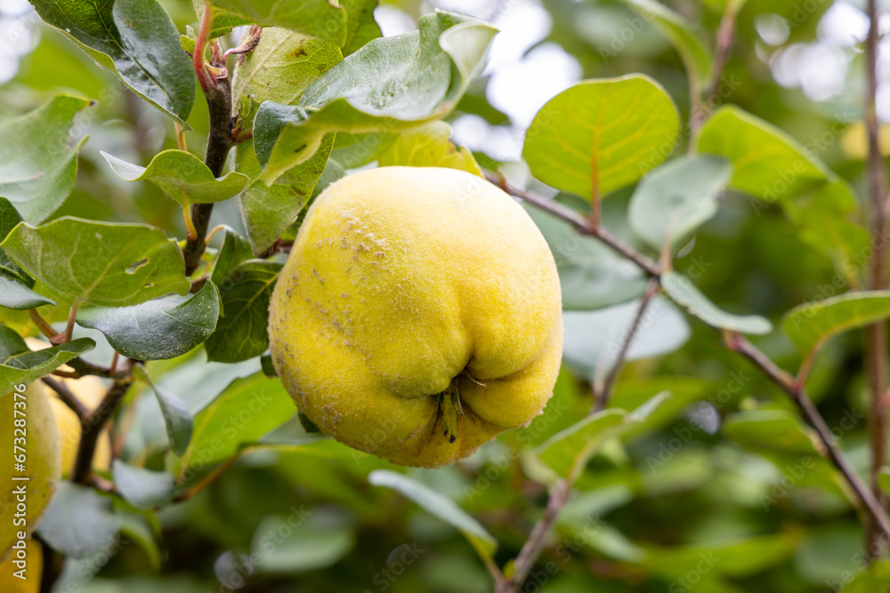 Quinces on the tree ready to be harvested. Quinces on the tree ready to be harvested.
