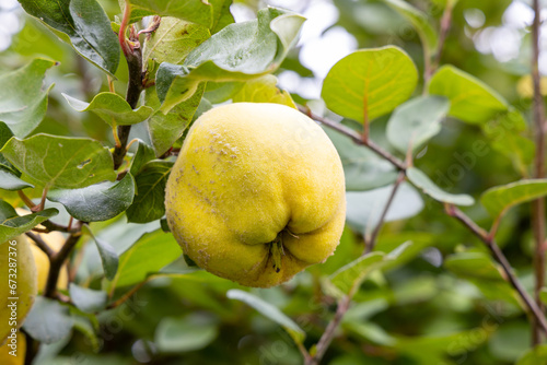 Quinces on the tree ready to be harvested.