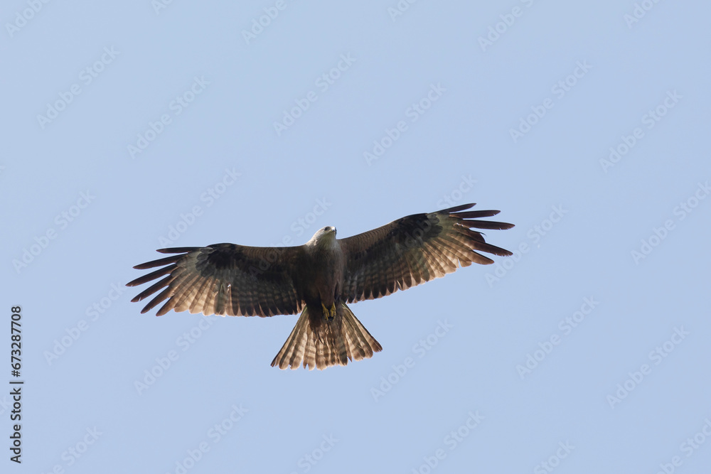 Black kite (Milvus migrans) in flight Black kite (Milvus migrans) in flight
