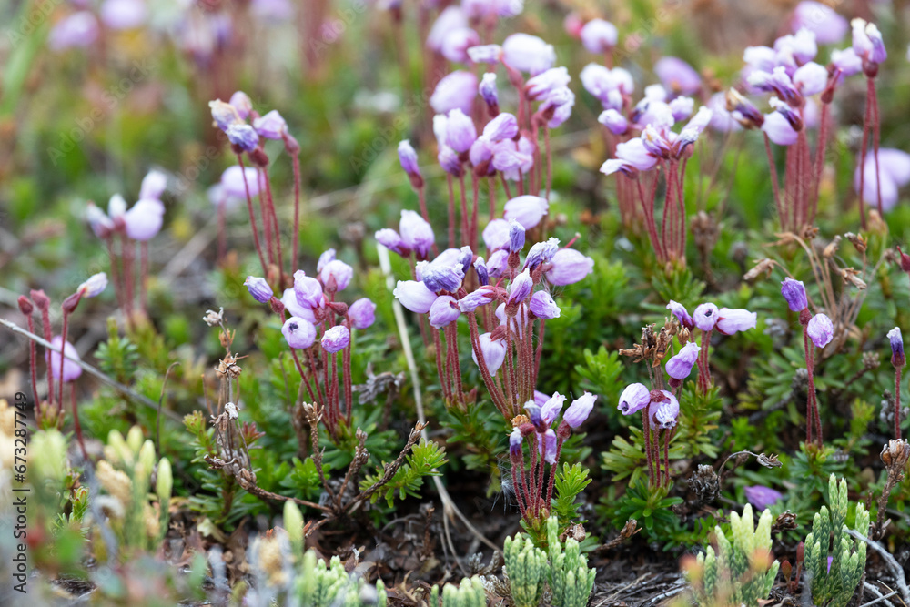 Blooming Phyllodoce in the tundra in summer