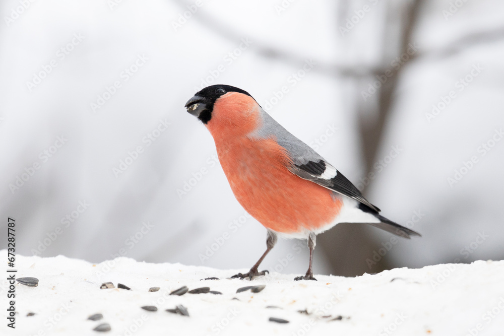 Male bullfinch sits on a snow, close up Male bullfinch sits on a snow, close up