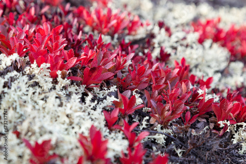 Red Arctous leaves and moss lichen in autumn in the tundra photo
