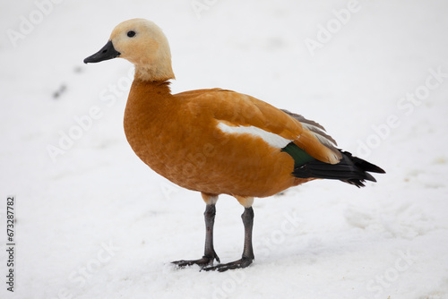 Ruddy shelduck stands in the snow on a winter day photo