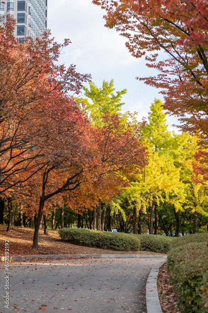 Naklejka premium View of Yeouido Park, walkway with colorful leaves tree, autumn foliage. It is a park in Yeongdeungpo District, Seoul, South Korea.