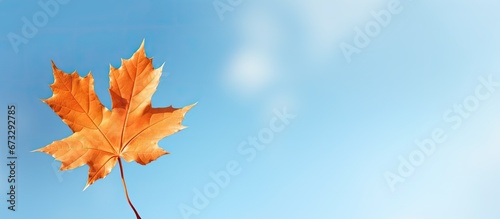 Maple leaf of the fall in contrast to the sky
