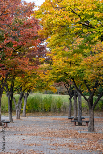 View of Yeouido Park, walkway with colorful leaves tree, autumn foliage. It is a park in Yeongdeungpo District, Seoul, South Korea. photo