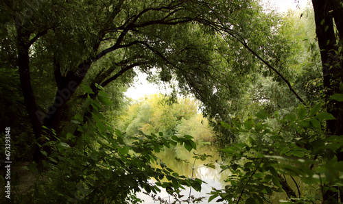 A colorful summer landscape. A walk in the wild forest.