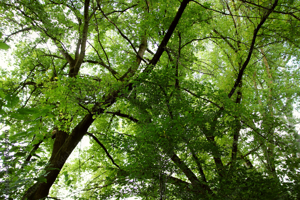 A colorful summer landscape. A walk in the wild forest. A colorful summer landscape. A walk in the wild forest.