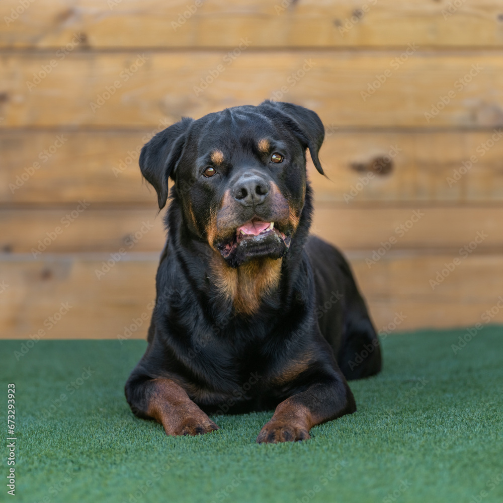 Fototapeta premium Rottweiler with a head tilt portrait