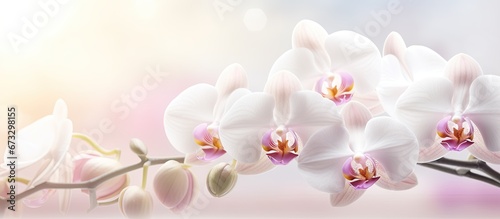 Mist like hazy and chosen emphasis on the blossoming Phalaenopsis blume a well known variety of orchids called moth orchids or Anggrek Bulan in Indonesia photo