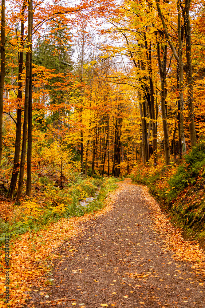 Herbstliche Wanderung durch den Spittergrund bei Tambach-Dietharz zum Wasserfall  - Thüringer Wald - Thüringen - Deutschland