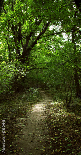 A colorful summer landscape. A walk in the wild forest.