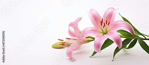 Close up of a white background isolated pink lily blossom