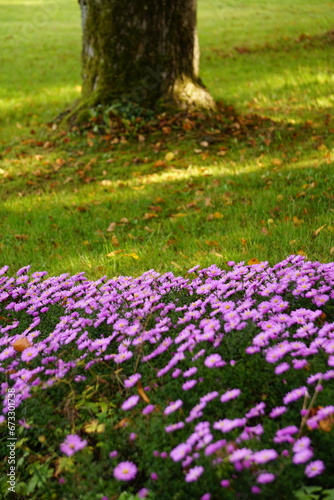 Fototapeta Naklejka Na Ścianę i Meble -  Nahaufnahme lila Astern vor einem Baum und grünem Gras