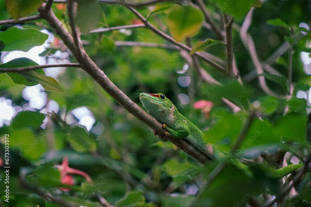 close up of a gecko, selective focus, as seen through the jungle foliage - lizard portrait close up of a gecko, selective focus, as seen through the jungle foliage - lizard portrait