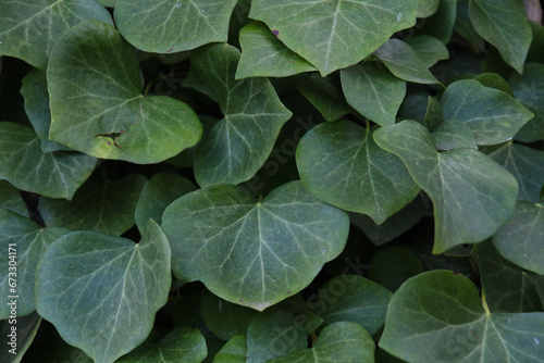 Green leaves of Canary Island ivy