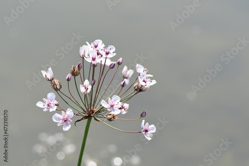 Delikatne, piękne białe kwiaty łączenia baldaszkowatego (Butomus umbellatus) na tle wody