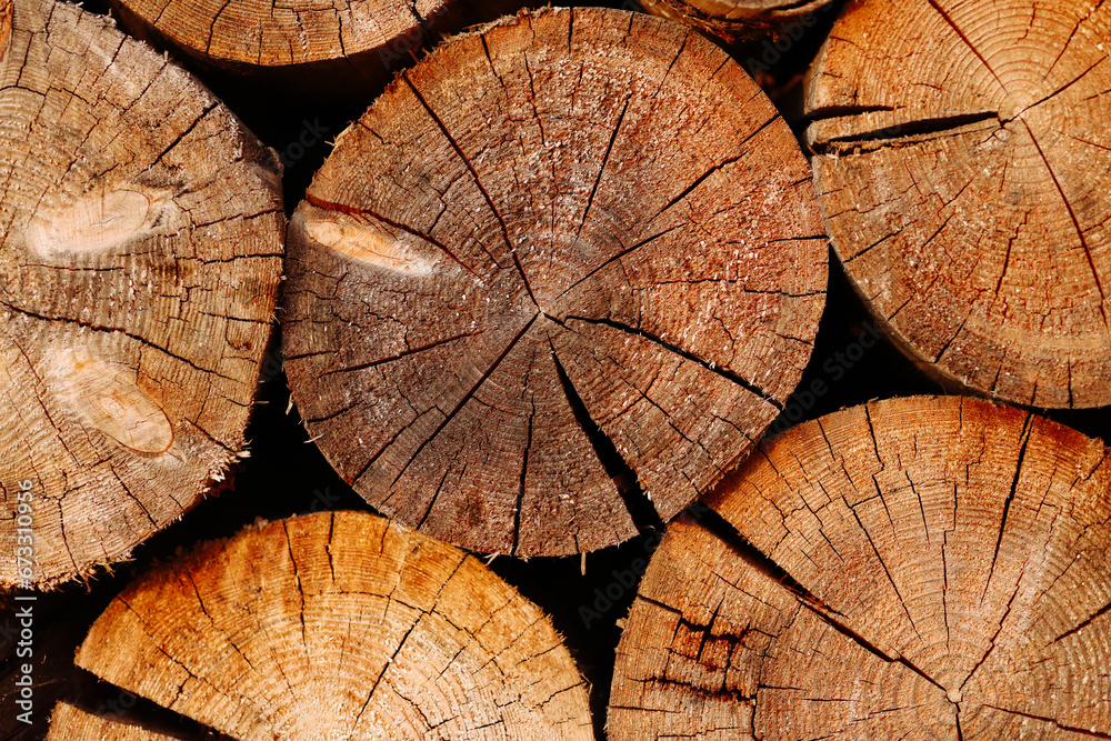 Fototapeta premium Woodpile pattern or texture. Round cuts of wood in natural light. Concept for background, wallpaper, or design element with copy space for your text or logo.