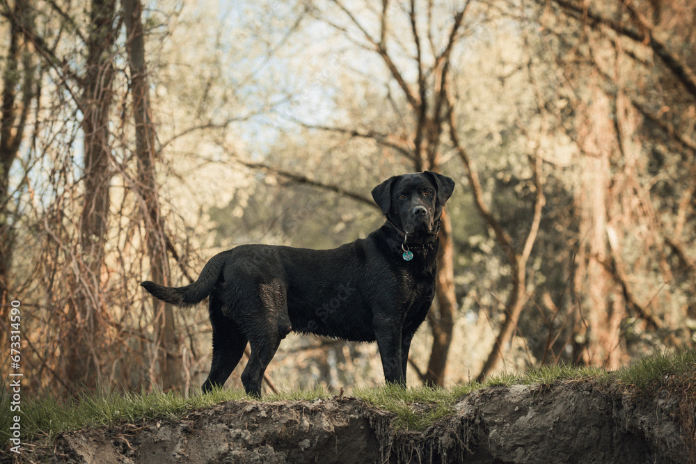 Black labrador in the forest