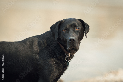 Black labrador outdoor portrait