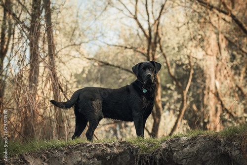 Black labrador in the forest