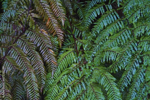 Close up leaf fern two tone color natural, brown and green tree, plant, ozone, mountain, background, environment