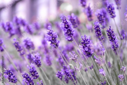 Purple lavender flowers bush. Flower in the field. Nature background. Grow a fragrant plant in the garden. Summer flower honey plant closeup.