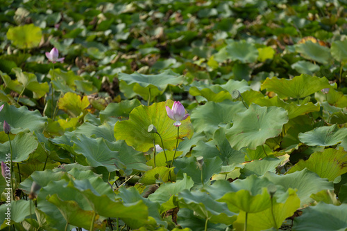 네이처, 나뭇잎, 식물