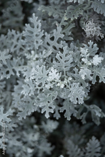 겨울, 눈, 나무, 서리, 성탄, 네이처, 아이스, cold, 가지, 소나무, 냉동, 전나무, 계절, 식물, 나무, 성탄, blue, 근접, 서리, 결정, 흰 서리, 바늘, 상록, sky