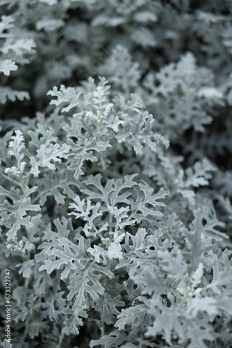 겨울, 눈, 나무, 서리, 성탄, 네이처, 아이스, cold, 가지, 소나무, 냉동, 전나무, 계절, 식물, 나무, 성탄, blue, 근접, 서리, 결정, 흰 서리, 바늘, 상록, sky