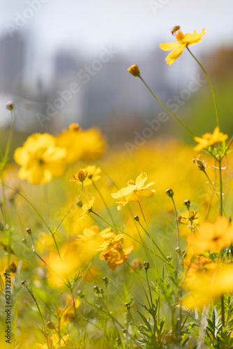 flower, 네이처, 들판, flower, yellow, 여름, 봄, 목초지, 목초, 데이지, sky, 식물, 블로섬, 뜰, 난폭한, 경관, 미나리아재비, blue, 미, 식물, 변색, 개화, 캐모마일, 명랑한, beautiful