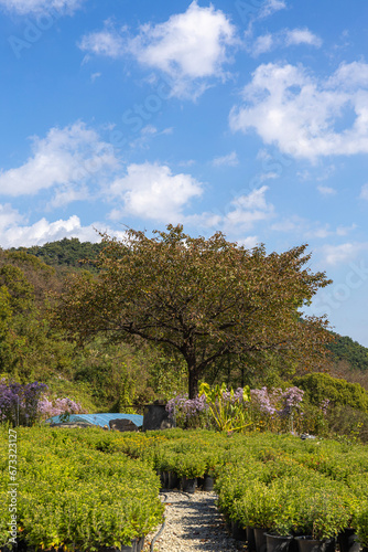 sky, 나무, blue, 네이처, green, 구름, 구름, 경관, 나무, 여름, 나무, 목초, 일, 나뭇잎, 백, 아웃도어, 들판, 명랑한, 흐린, 공원, 고개, 나무, 소나무