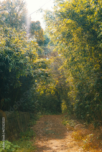 가을, 나무, 네이처, 나무, 가을, 경관, 나무, yellow, green, 나뭇잎, sky, 공원, 안개, 모닝, 나뭇잎, 햇빛, 나무, 계절, 다채로운, 길거리, 단풍, red, 마운튼, 목초, 여름