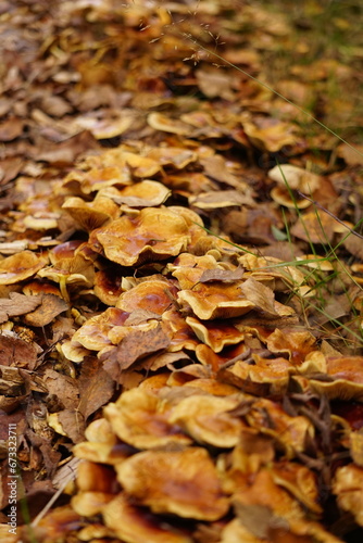 Sehr viele Pilze Pfifferlinge braun zwischen braunem Herbstlaub