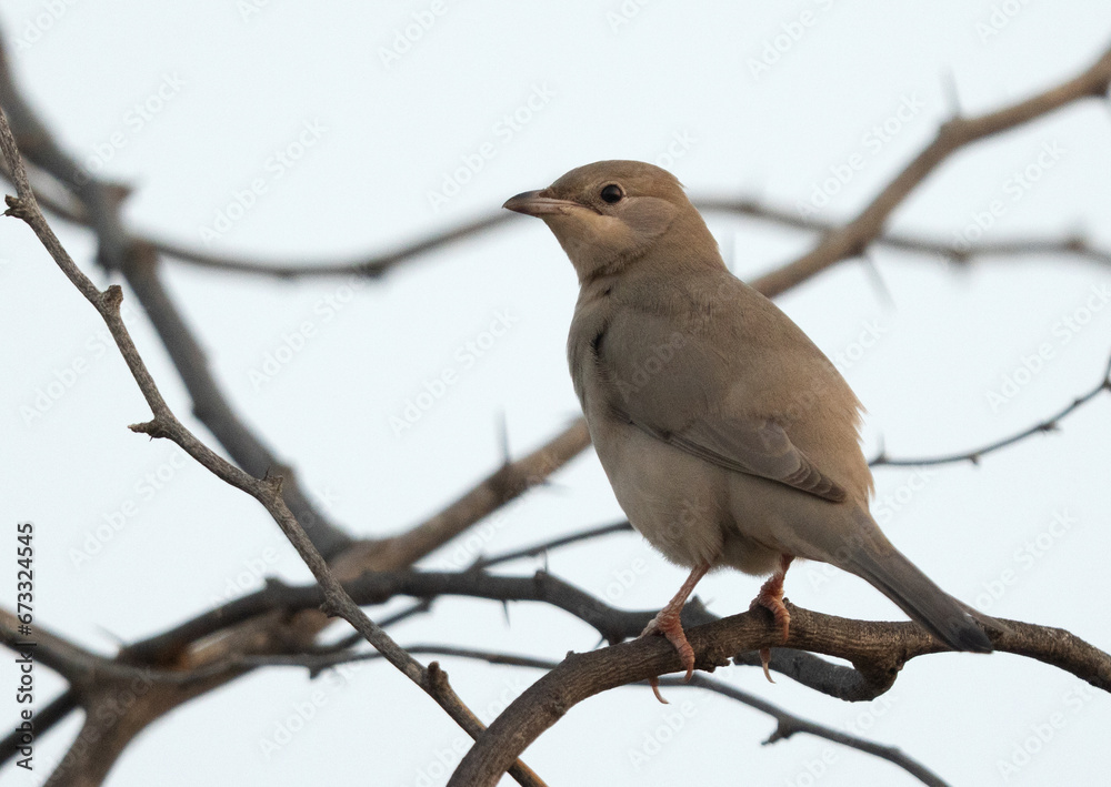 Grey Hypocolius perched on acacia tree, Bahrain
