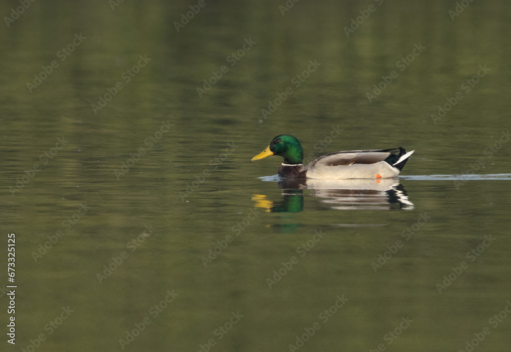 Fototapeta premium Mallard ducks swimming at Tubli bay, Bahrain