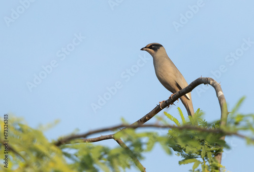 Grey Hypocolius perched on acacia tree in the morning hours, Bahrain photo