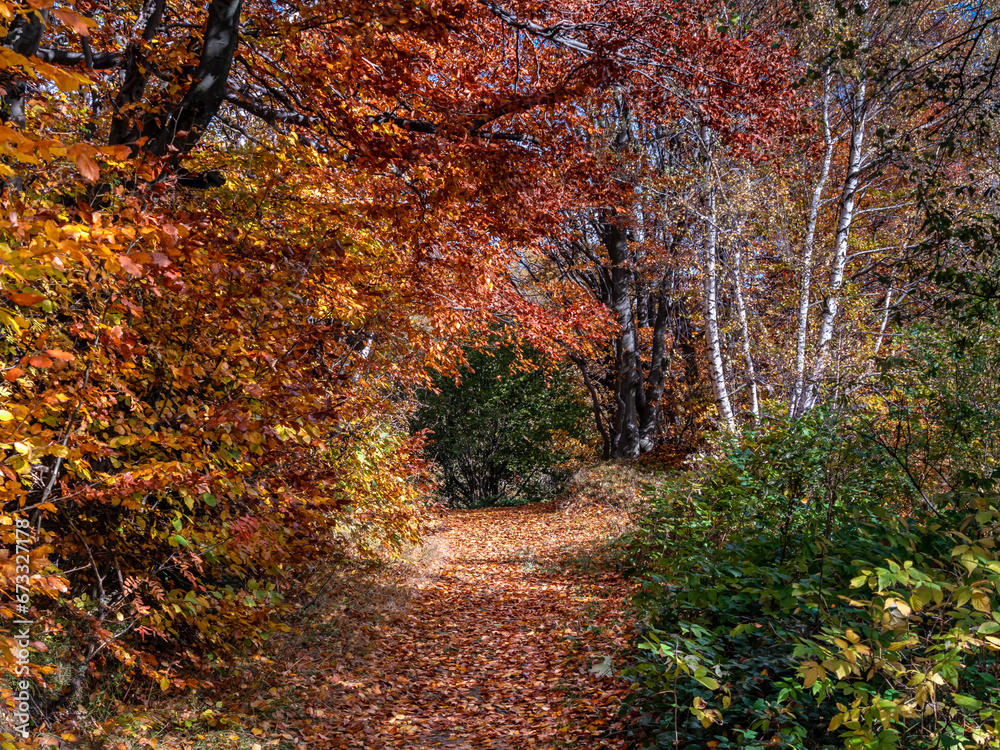 Obraz premium Beskid Sądecki, jesień, szlak, Tylmanowa, Łącko